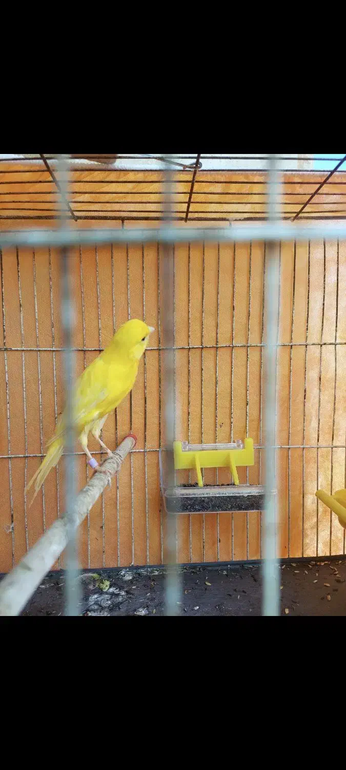 جوجه قناری.نر.نژاد سوپر|پرنده|تنکابن, |دیوار