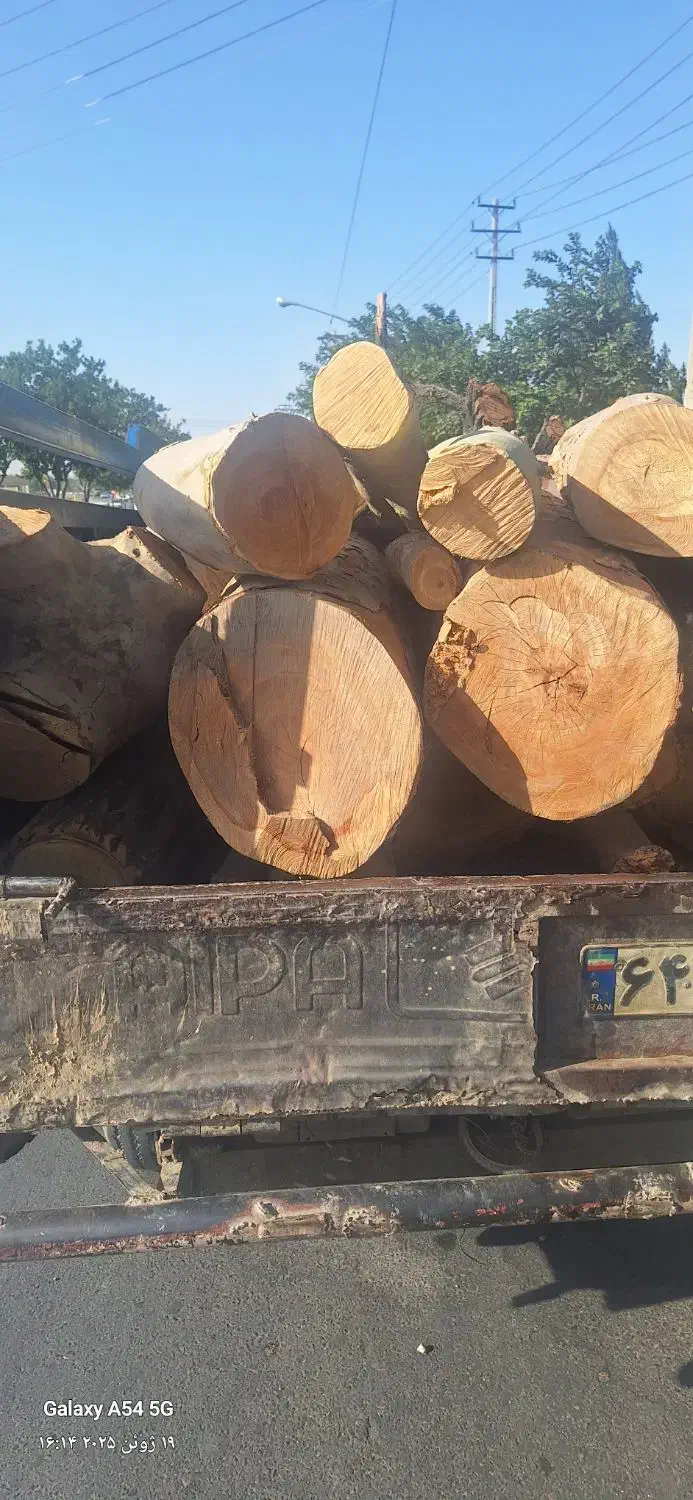 خرید چوب خریدار چوب تخته تنه درخت اره کاری|خدمات باغبانی و درختکاری|مشهد, بهاران|دیوار