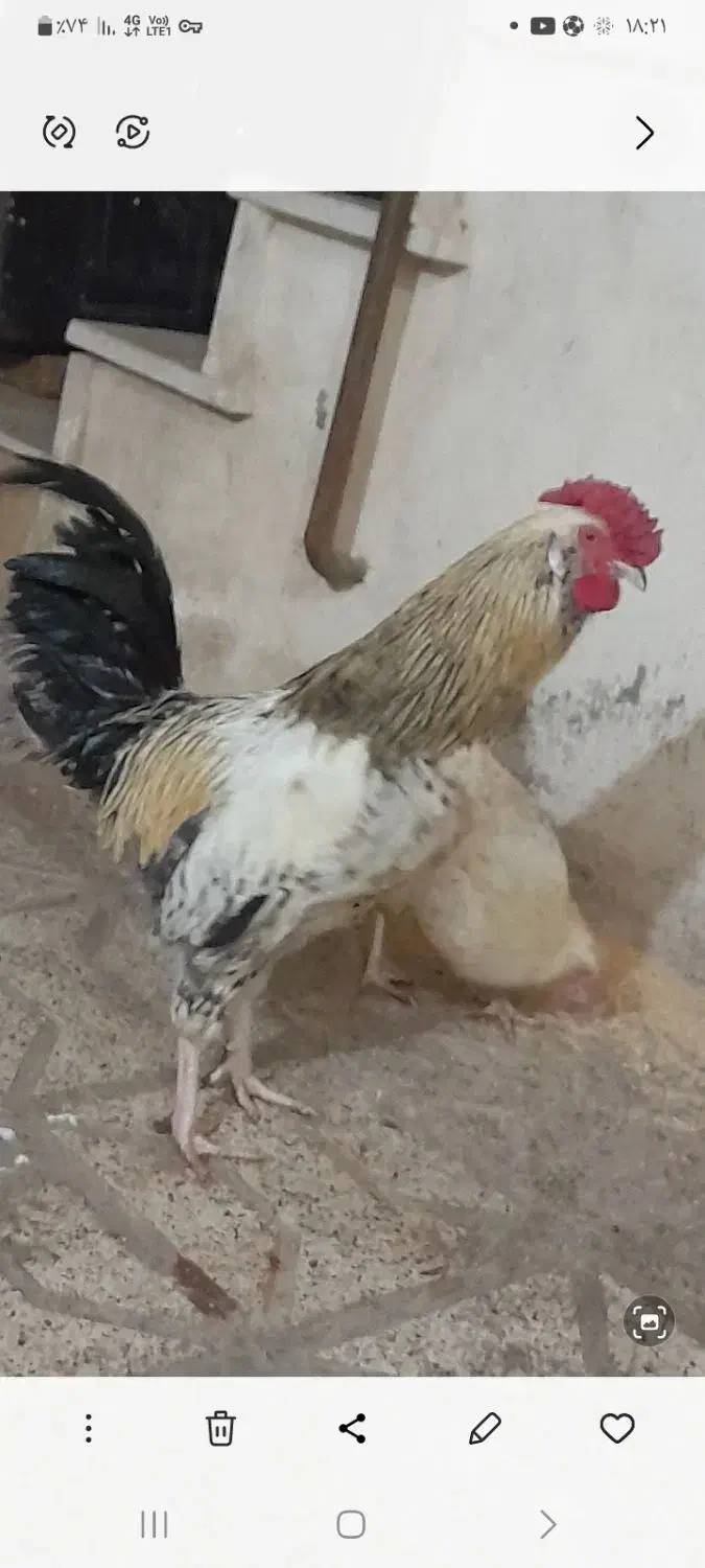 خروس ۷ماهه گلین|حیوانات مزرعه|مشهد, ایثار|دیوار