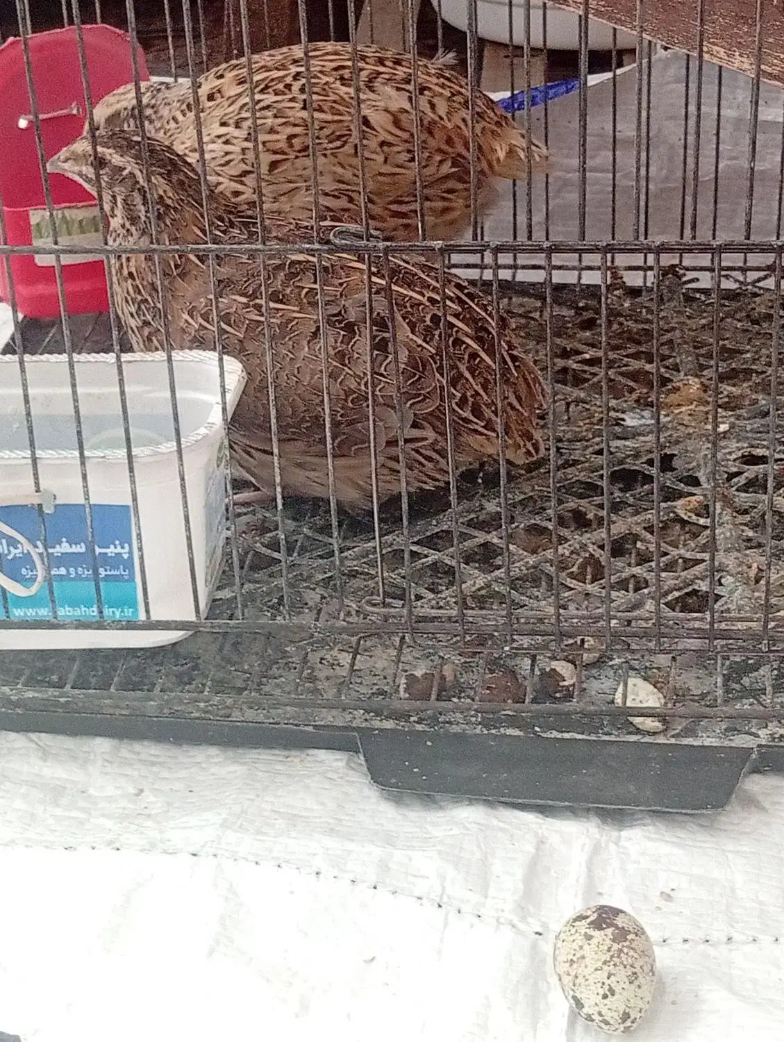 دو عدد بلدرچین ماده تخم گذار فقط 140|حیوانات مزرعه|کاشمر, |دیوار