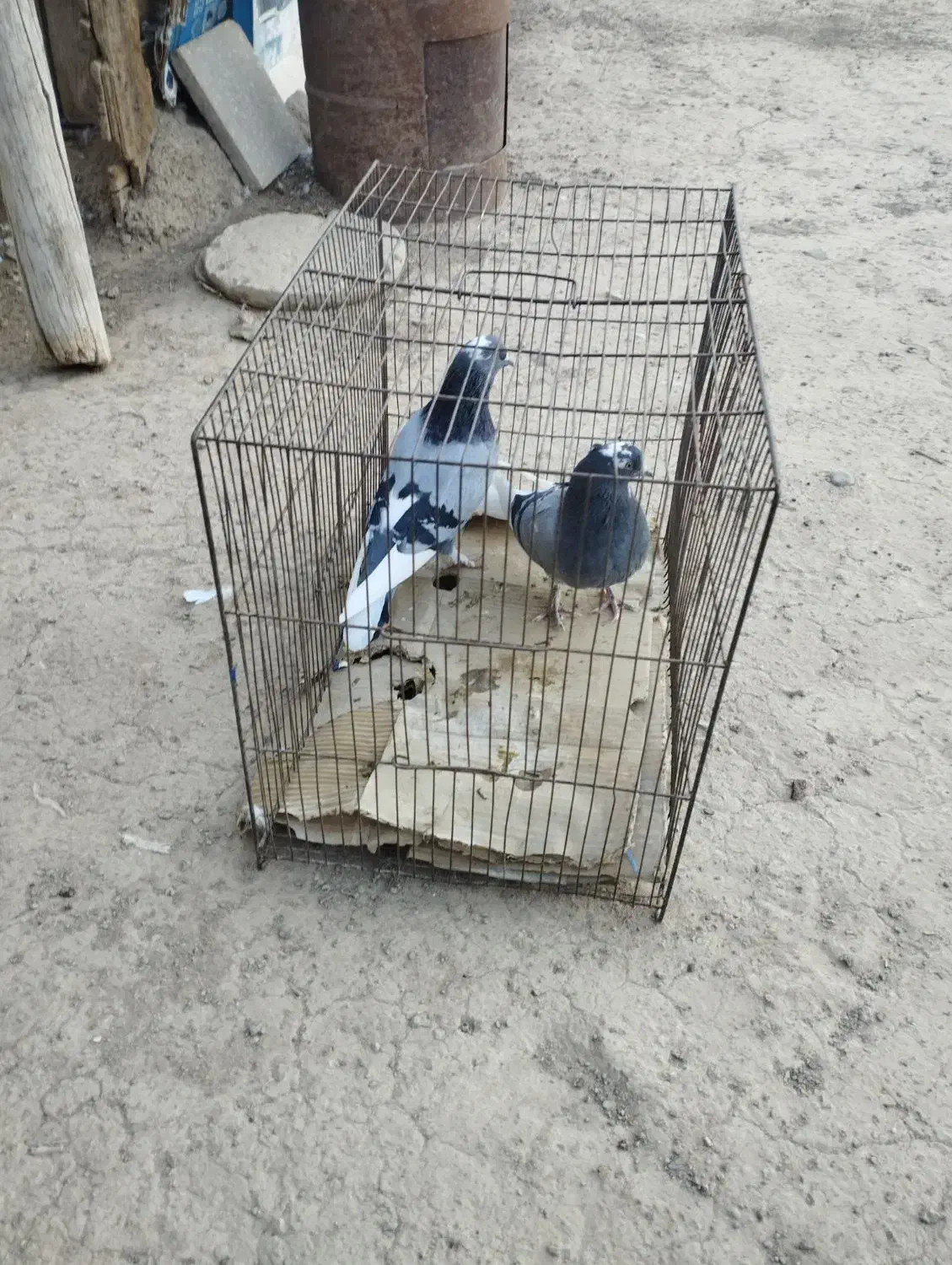 کبوتر|پرنده|نطنز, |دیوار