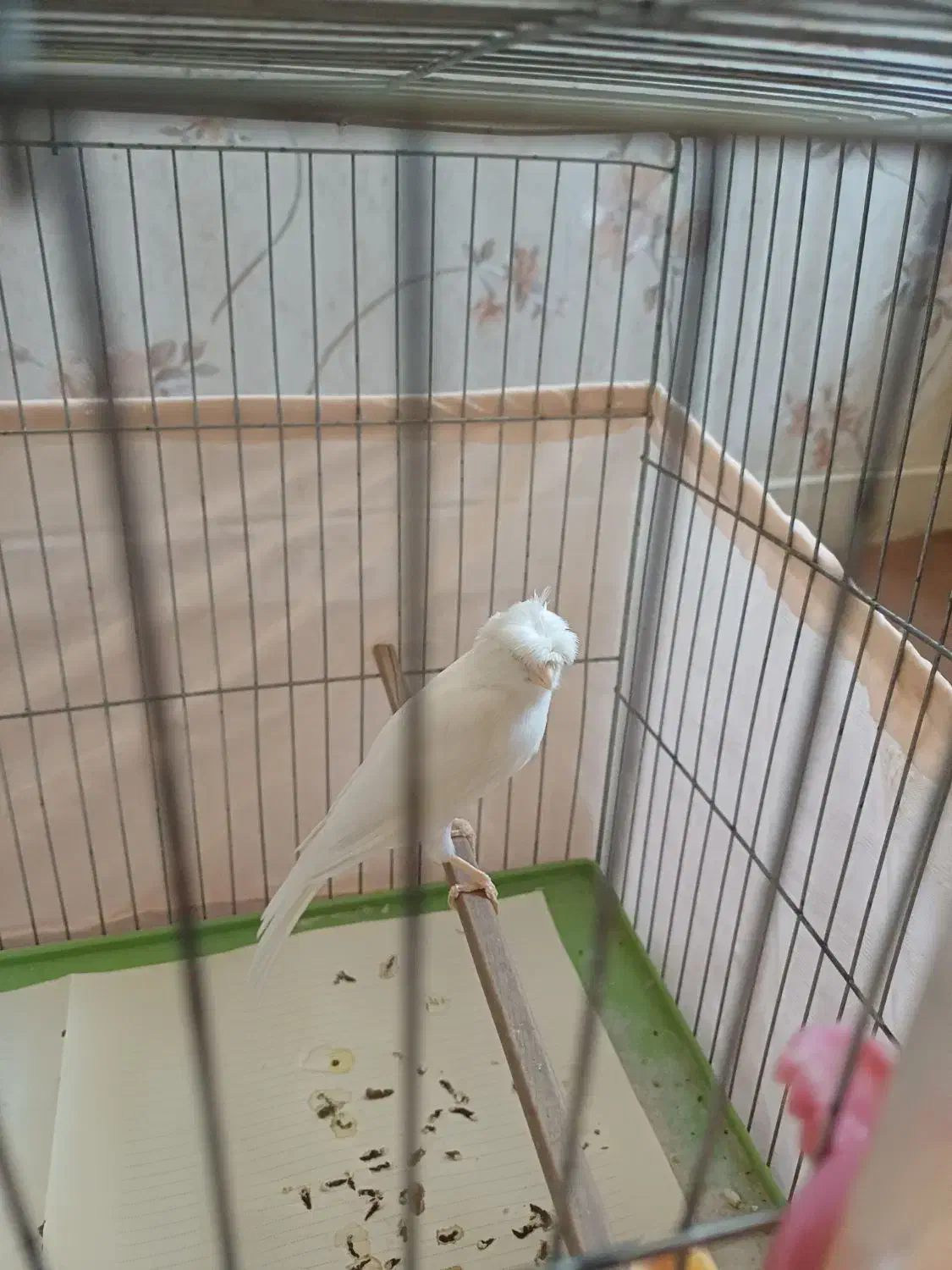 قناری نر|پرنده|اندیشه, اندیشه فاز ۱|دیوار