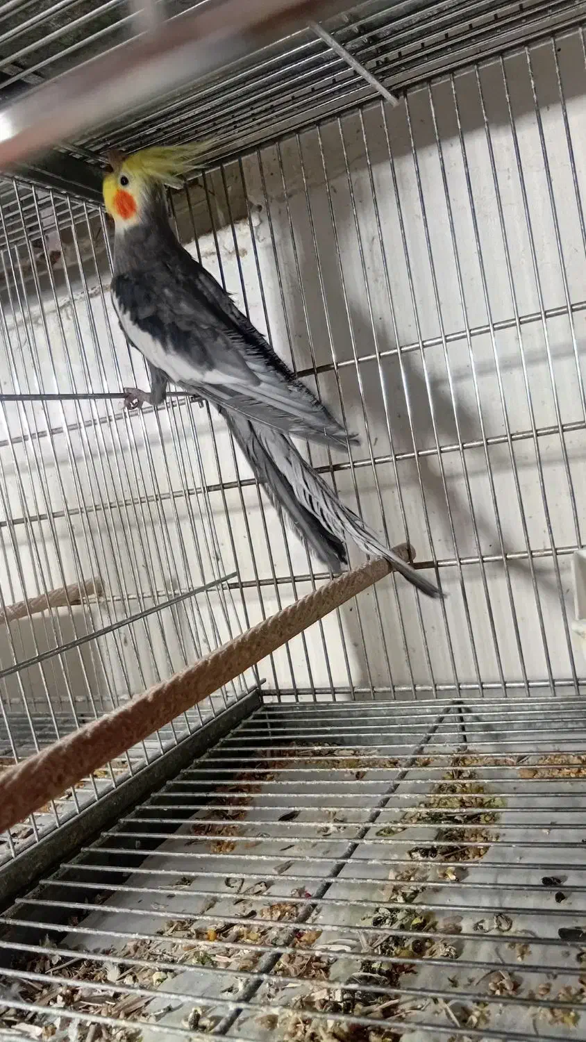 عروس هلندی مولد|پرنده|قم, انصار‌الحسین|دیوار