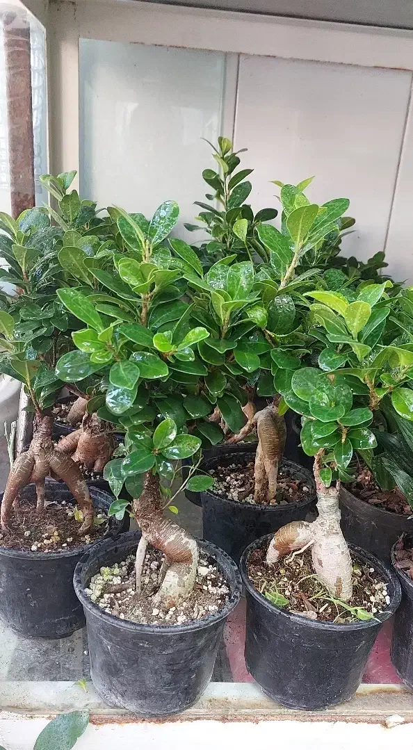 انواع گل وگیاه آپارتمانی زاموفیلیا بونسای جیسینگ و|گل و گیاه طبیعی|مشهد, قائم|دیوار