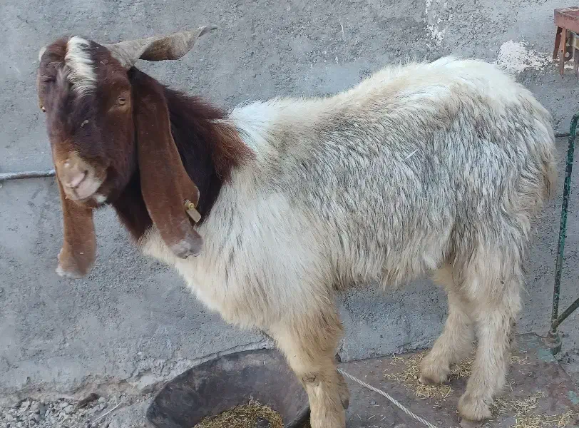 بز تکه نر|حیوانات مزرعه|اردبیل, |دیوار