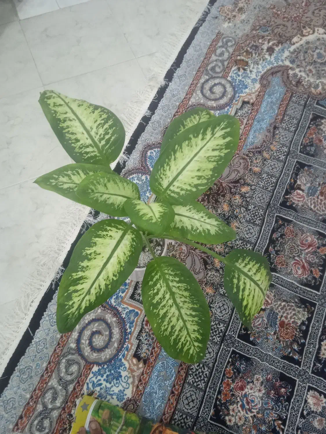 گل دیفن باخیا|گل و گیاه طبیعی|بیرجند, |دیوار