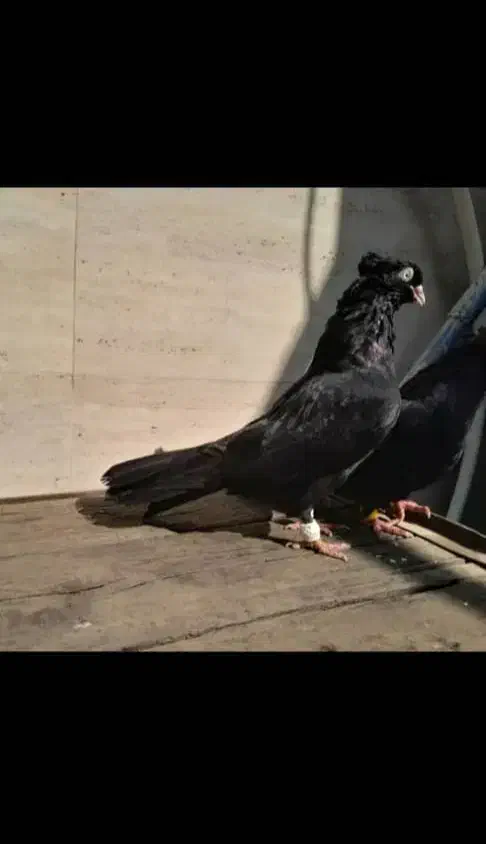 کبوتر ابادانی|پرنده|کرخه, |دیوار