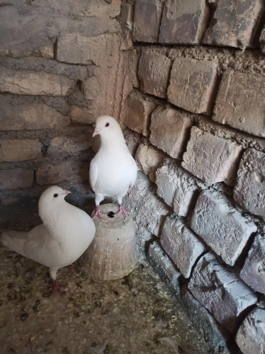 کبوتر دمگیر|پرنده|برخوار, |دیوار