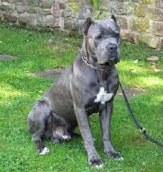 دابرمن رنگ بولو توله کن کورسو بولو و روت آمریکن|سگ|تهران, آبشار تهران (دریاچه)|دیوار