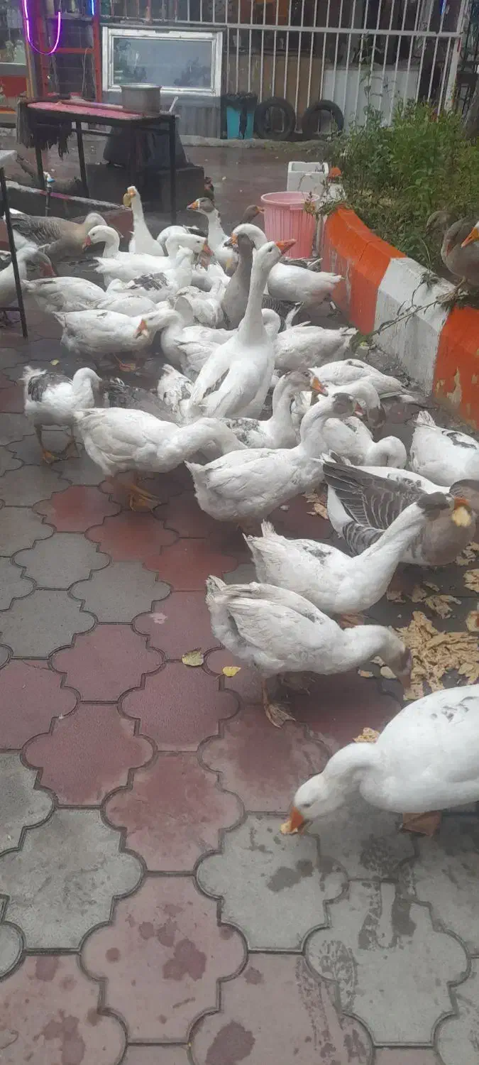 فروش خرده و عمده غاز محلی|حیوانات مزرعه|مشگین شهر, |دیوار