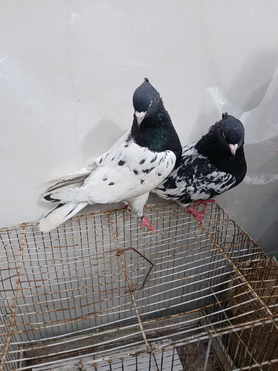 جفت کله سیاه|پرنده|مشهد, مشکینی (شهرک غرب)|دیوار