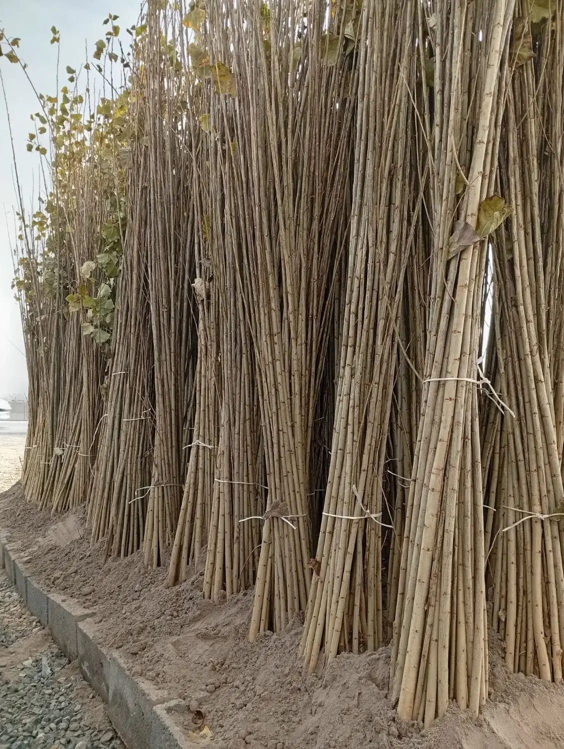 نهالستان بادام صنوبر گردو|خدمات باغبانی و درختکاری|اردبیل, |دیوار