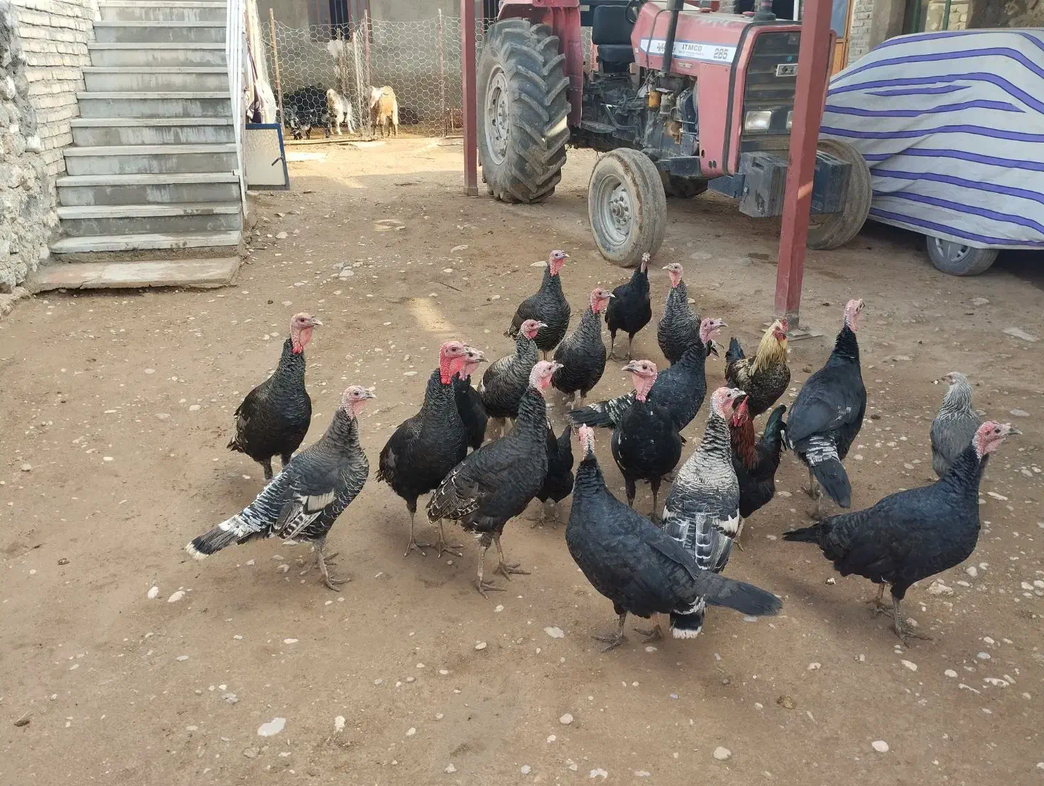 بوقلمون|حیوانات مزرعه|نورآباد, |دیوار