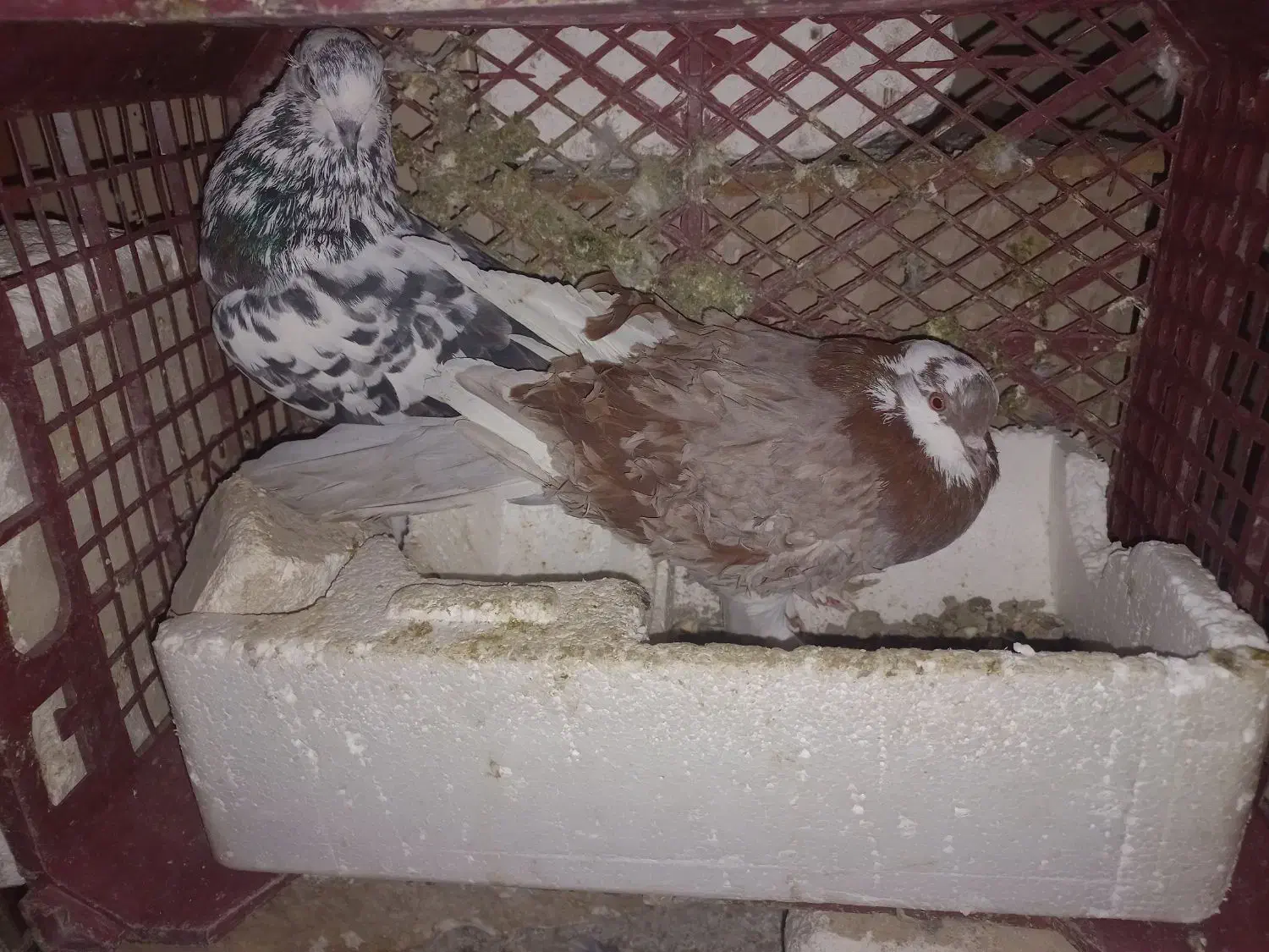 کبوتر جفت خورده نر درشت و کشیده|پرنده|تهران, سلسبیل جنوبی|دیوار