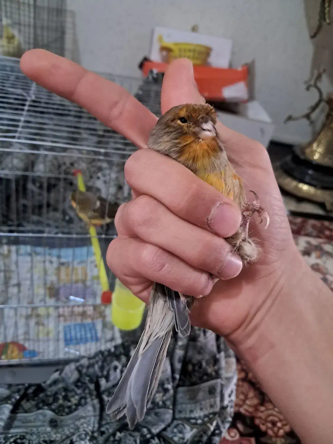 قناری جفت کرست|پرنده|اصفهان, نقش جهان|دیوار