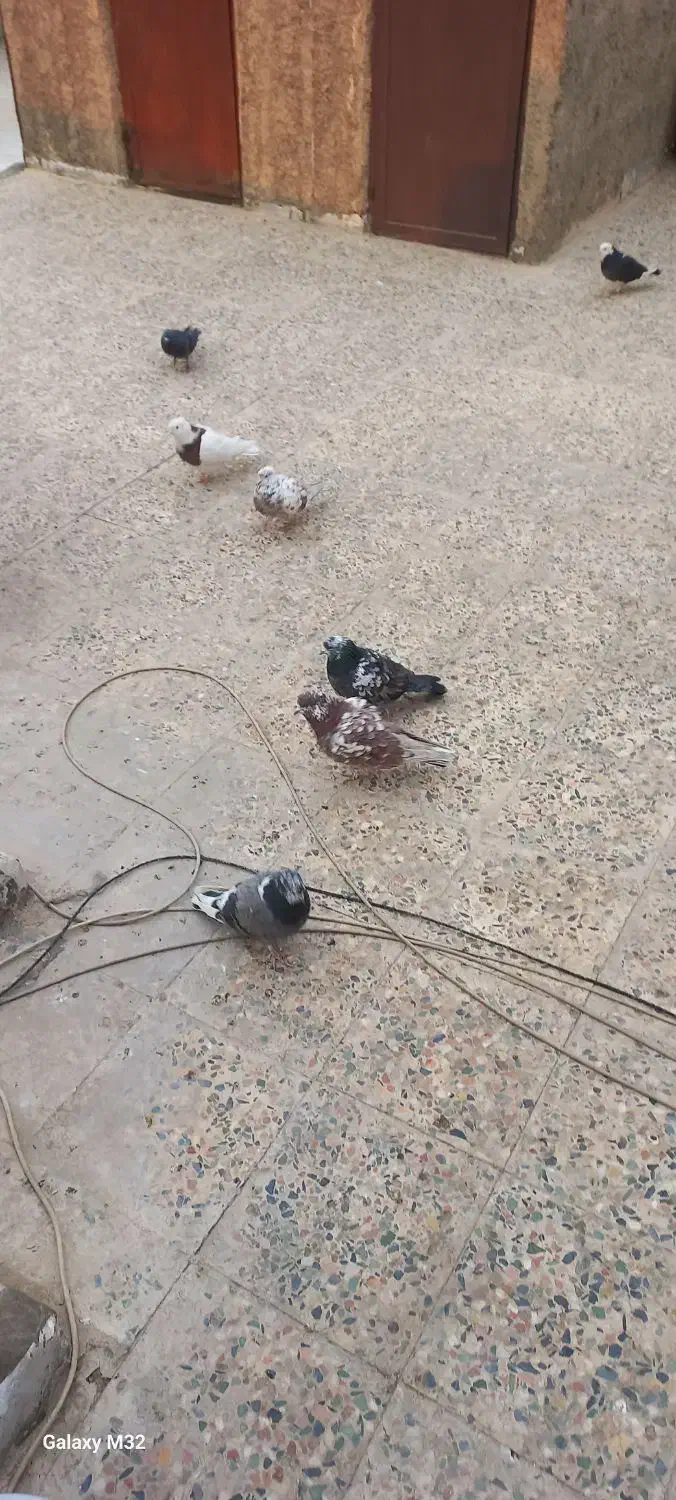 کفتر یا کبوتر معاوضه وفروش|پرنده|قدس, شهرقدس|دیوار