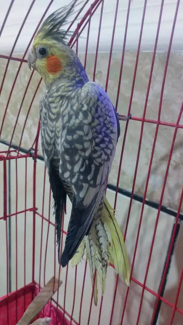 عروس هلندی|پرنده|ایرانشهر, |دیوار