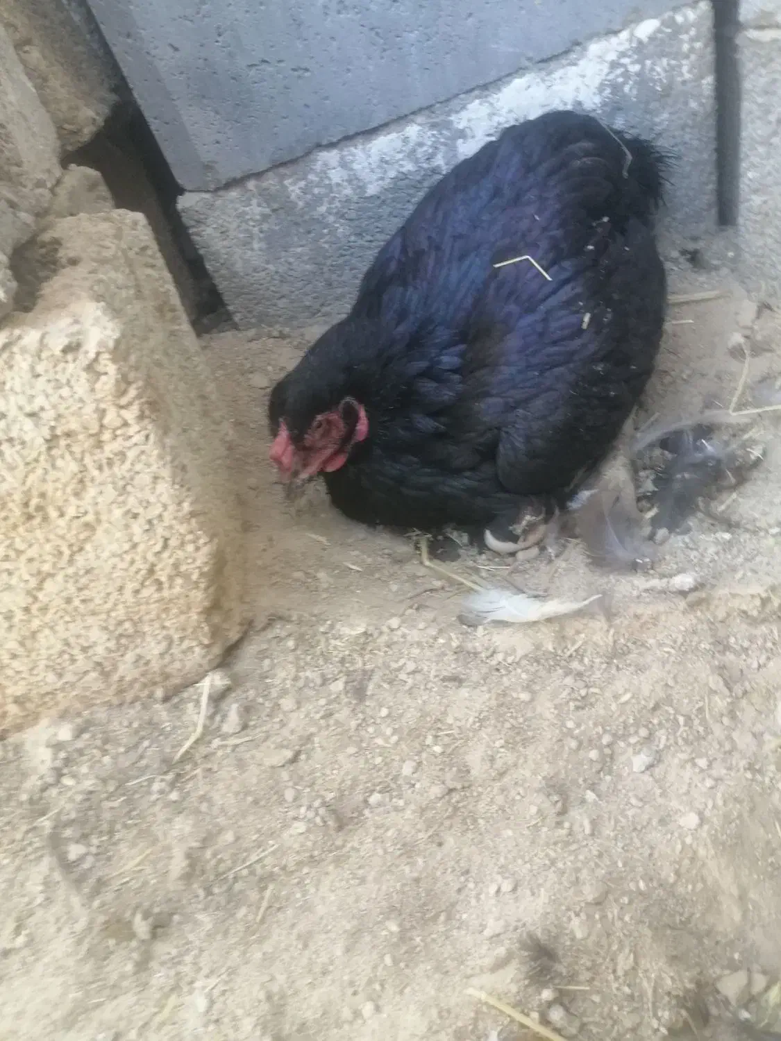 تخم نطفه دار لاری و دورگ لاری|حیوانات مزرعه|شبانکاره, |دیوار