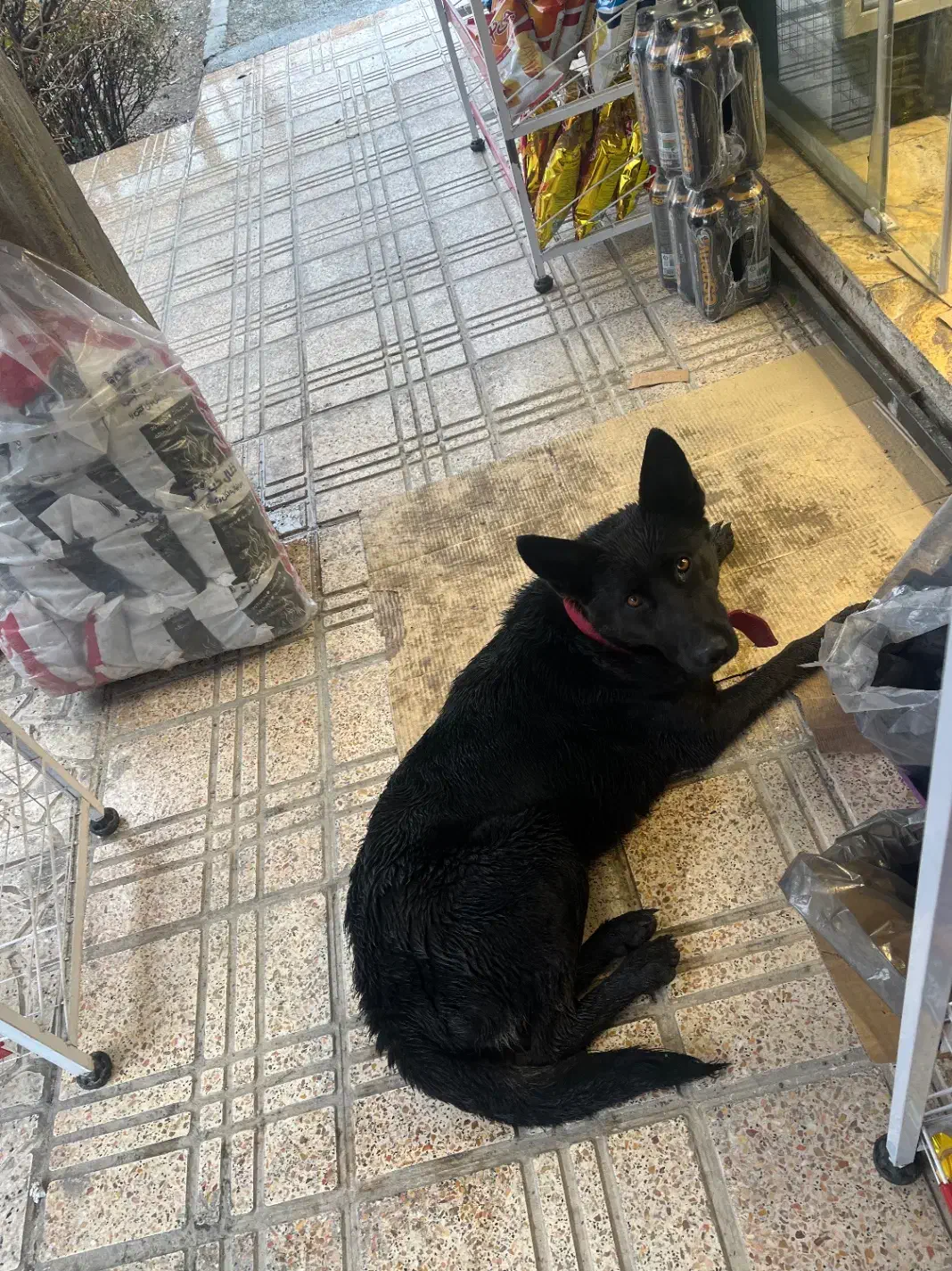 سگ ژرمن پیدا شده|حیوانات|فردیس, شهرک ناز|دیوار