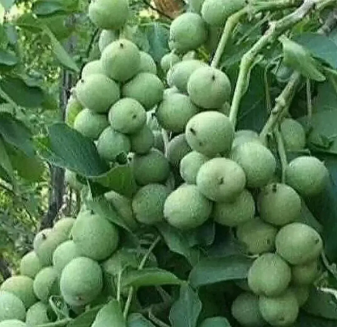 نهال های پیوندی و پایه خارجی|خدمات باغبانی و درختکاری|کرمان, |دیوار