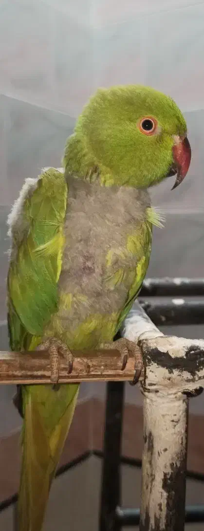 طوطی ملنگو|پرنده|دزفول, |دیوار