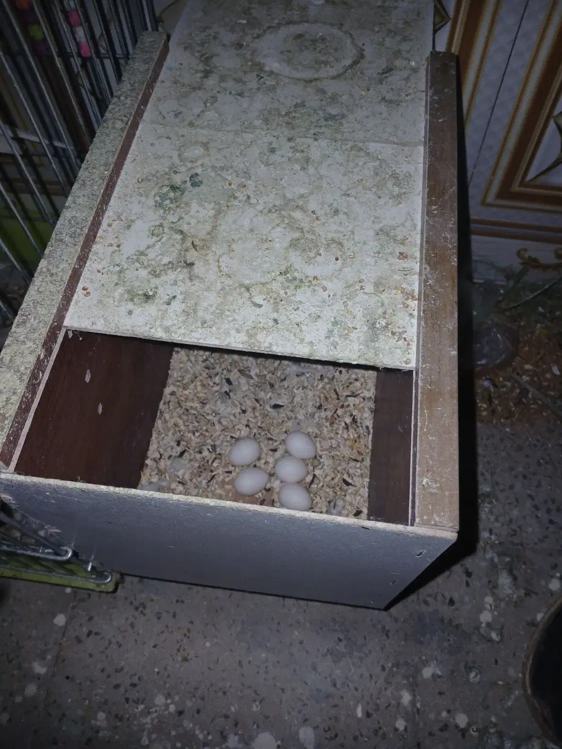 عروس پاریس البینیو|پرنده|سوسنگرد, |دیوار