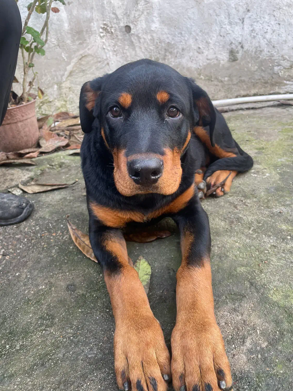 رتوایلر 4 ماهه واگذار می شود|سگ|خوشرودپی, |دیوار