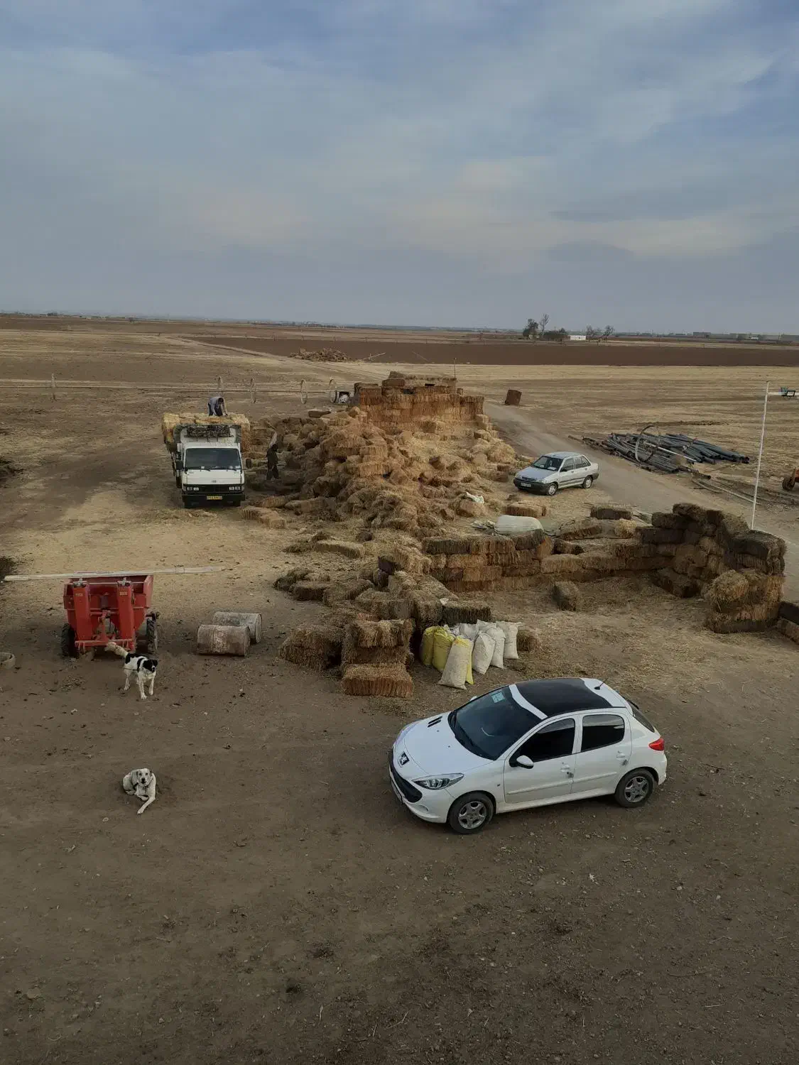 کلش،گندم سیاهی دارد|عمدهفروشی|کبودرآهنگ, |دیوار