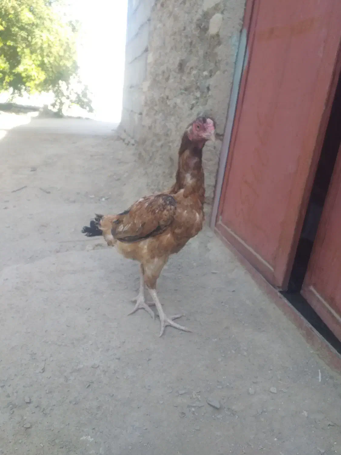 مرغ قیمت با خودتون|حیوانات مزرعه|سراوان, |دیوار