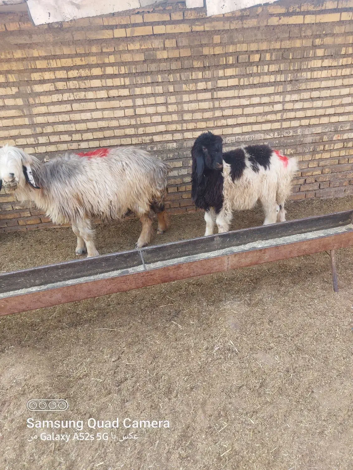 اعدد میش بره|حیوانات مزرعه|مسجد سلیمان, |دیوار