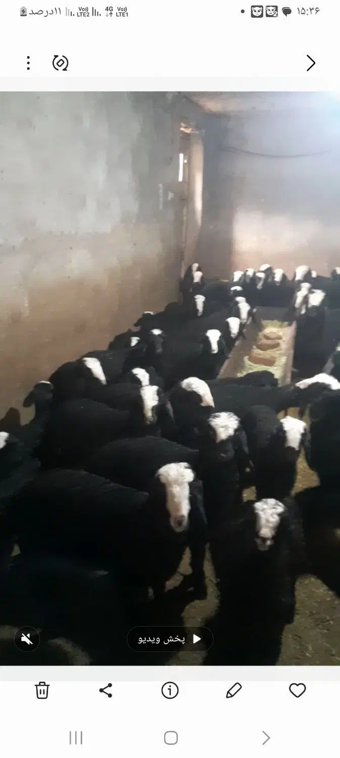 تعداد 100راس شیشک میش های اصیل شال بره دار|حیوانات مزرعه|قزوین, |دیوار