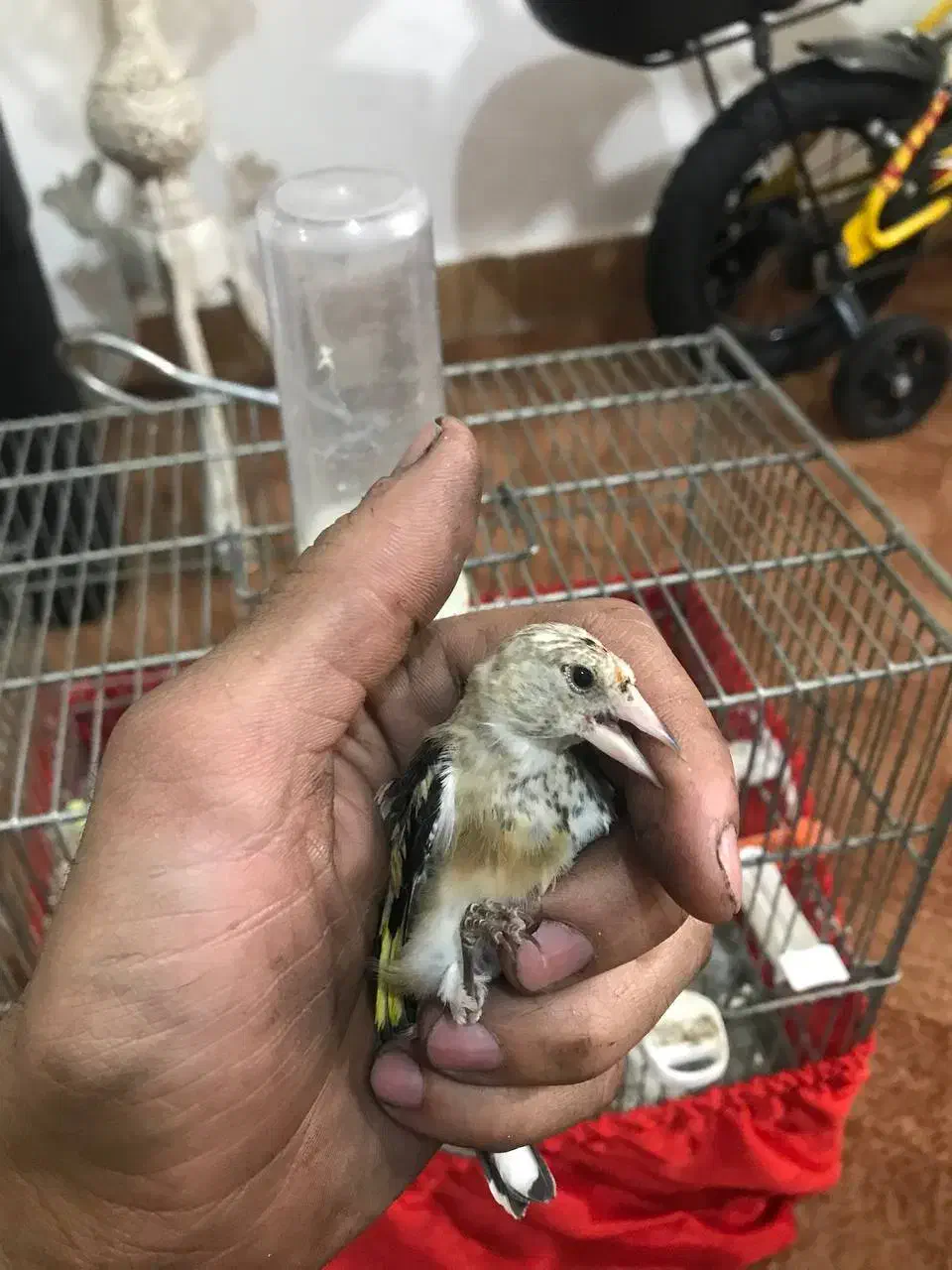 سهره خاص|پرنده|تبریز, |دیوار