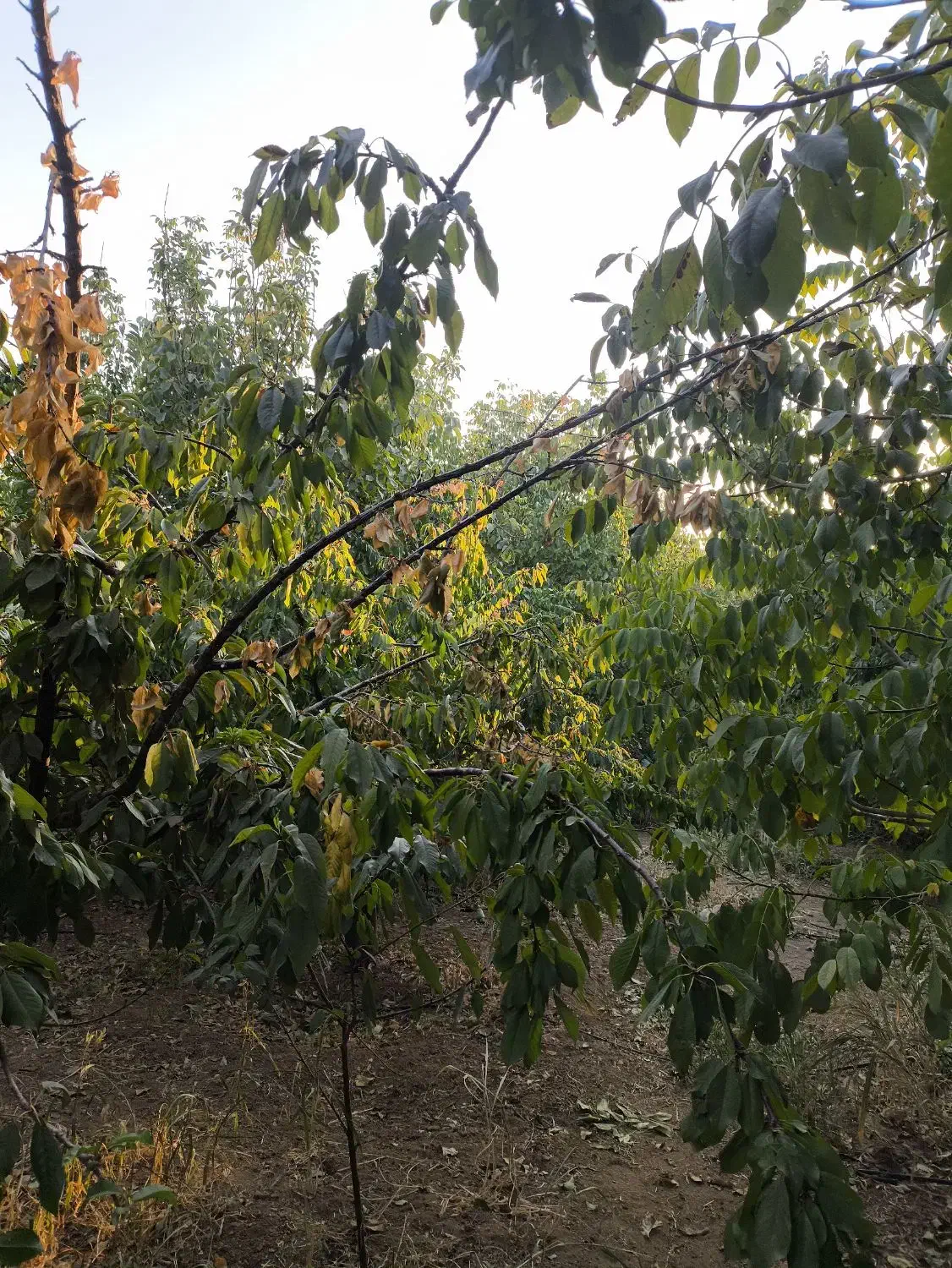 باغ 1000 متری پل زمانخان درختان گیلاس|فروش دفتر صنعتی، کشاورزی، تجاری|تیران, |دیوار