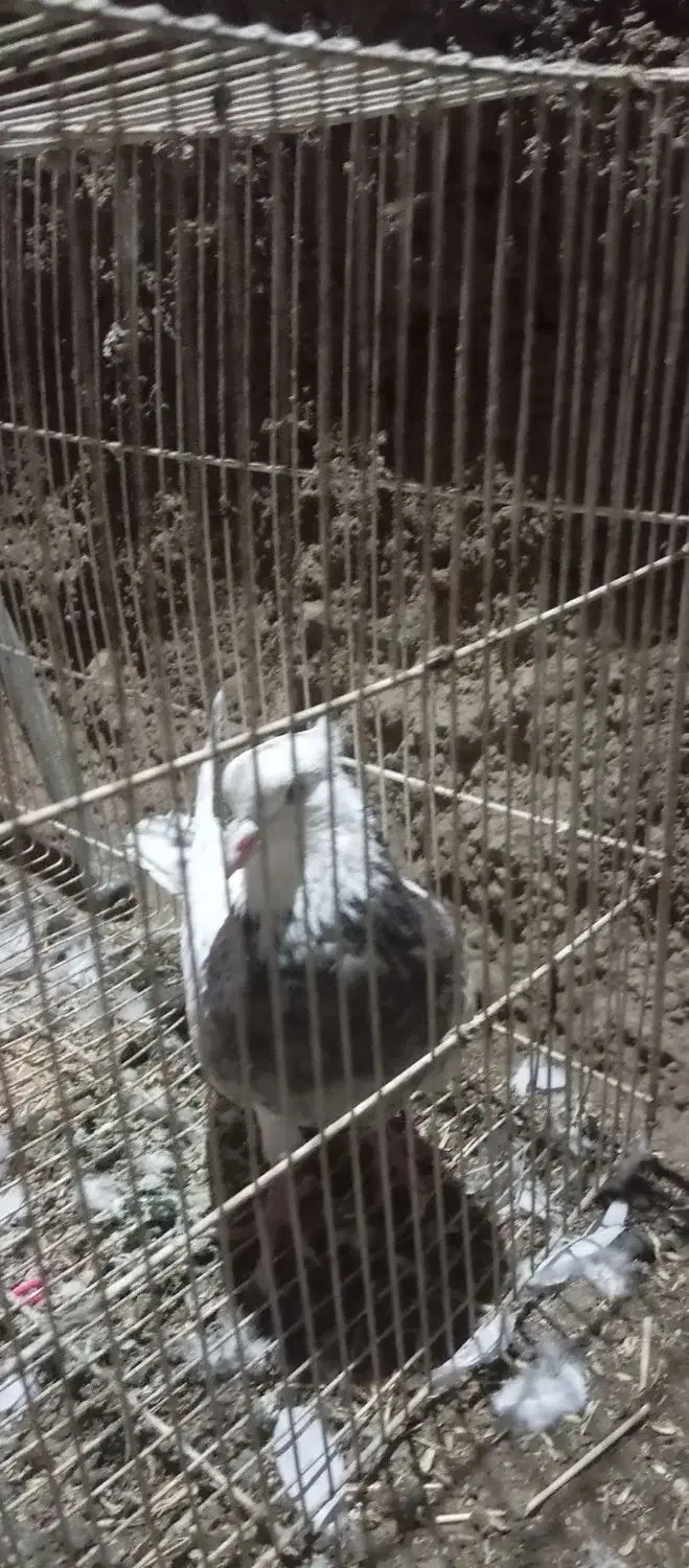 کفتر طوقی|پرنده|طرقبه, |دیوار