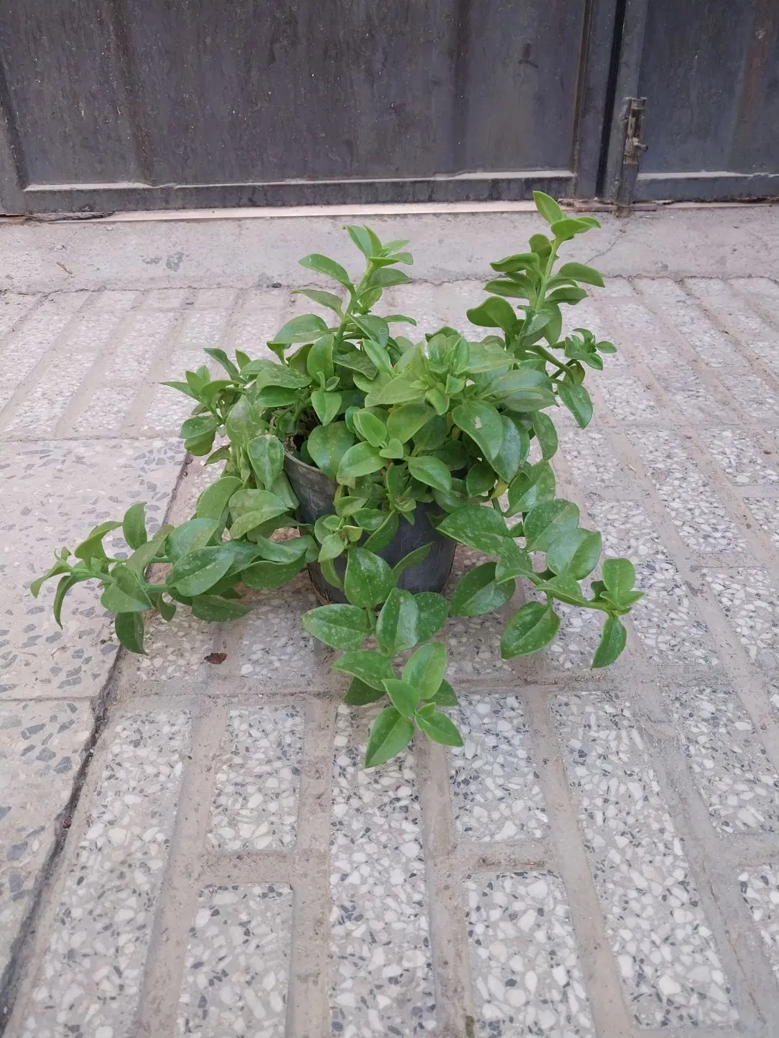 گل ۵۰|گل و گیاه طبیعی|اراک, |دیوار