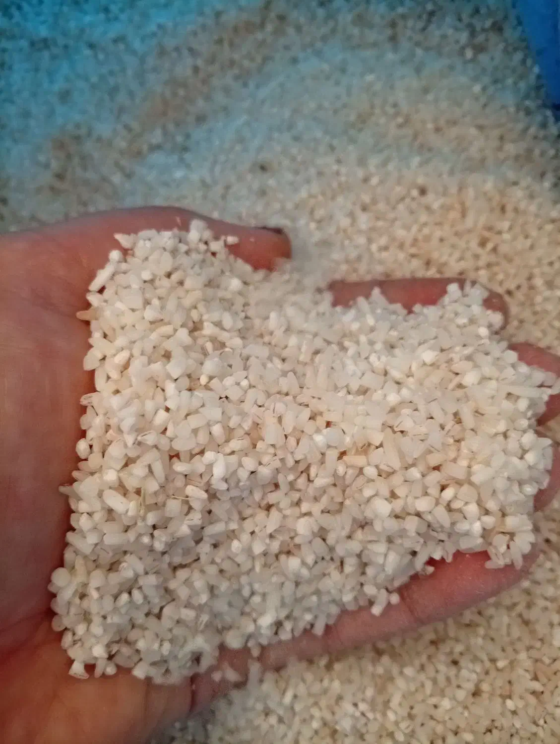 برنج نیم دونه هاشمی ۲۰کیلو۲۸۰۰|خوردنی و آشامیدنی|رشت, یخسازی|دیوار