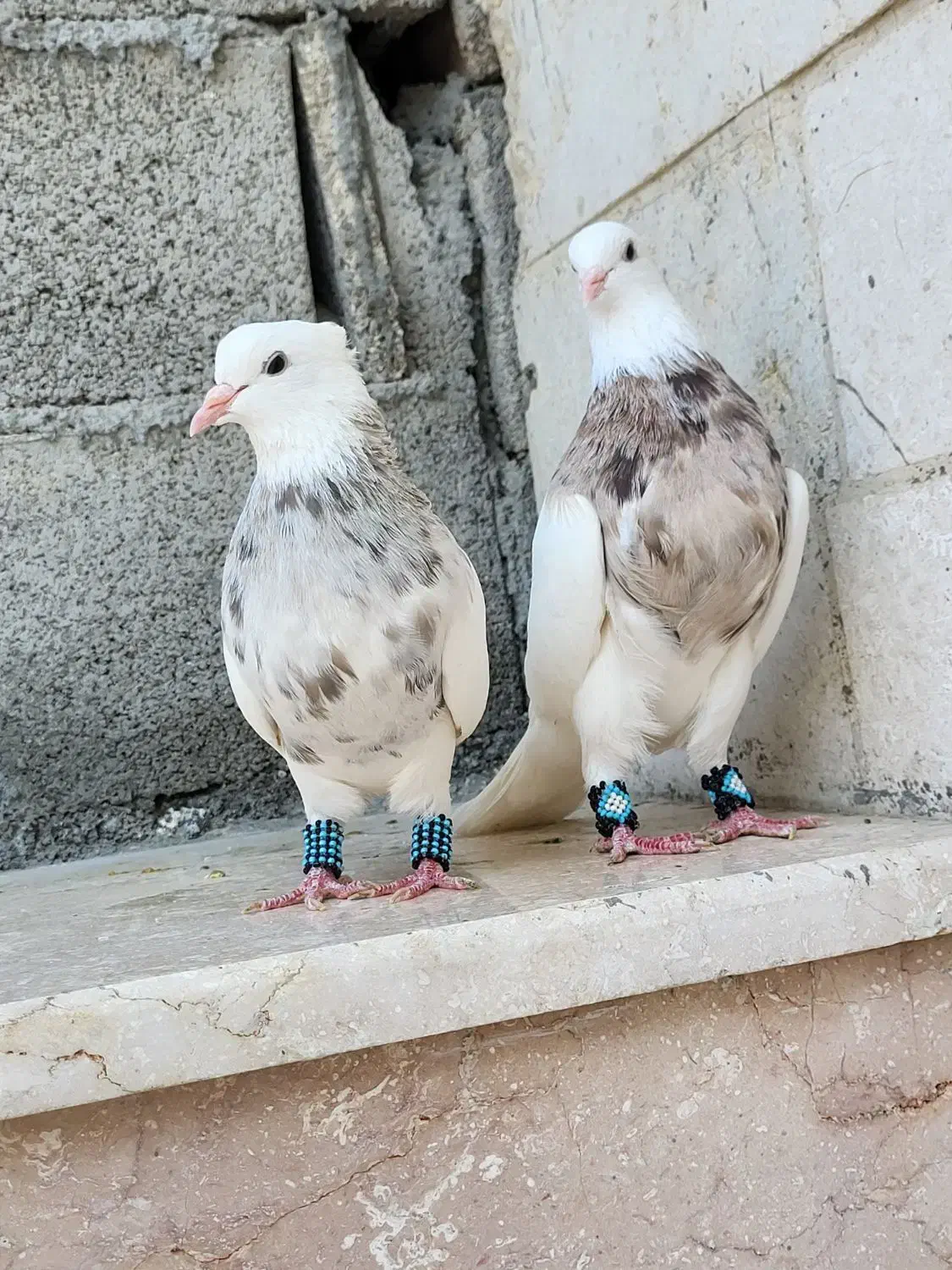 جفت طوقی|پرنده|خورموج, |دیوار