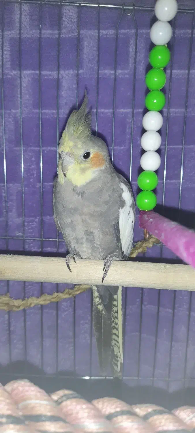 عروس هلندی پیدا شده|پرنده|شیرود, |دیوار