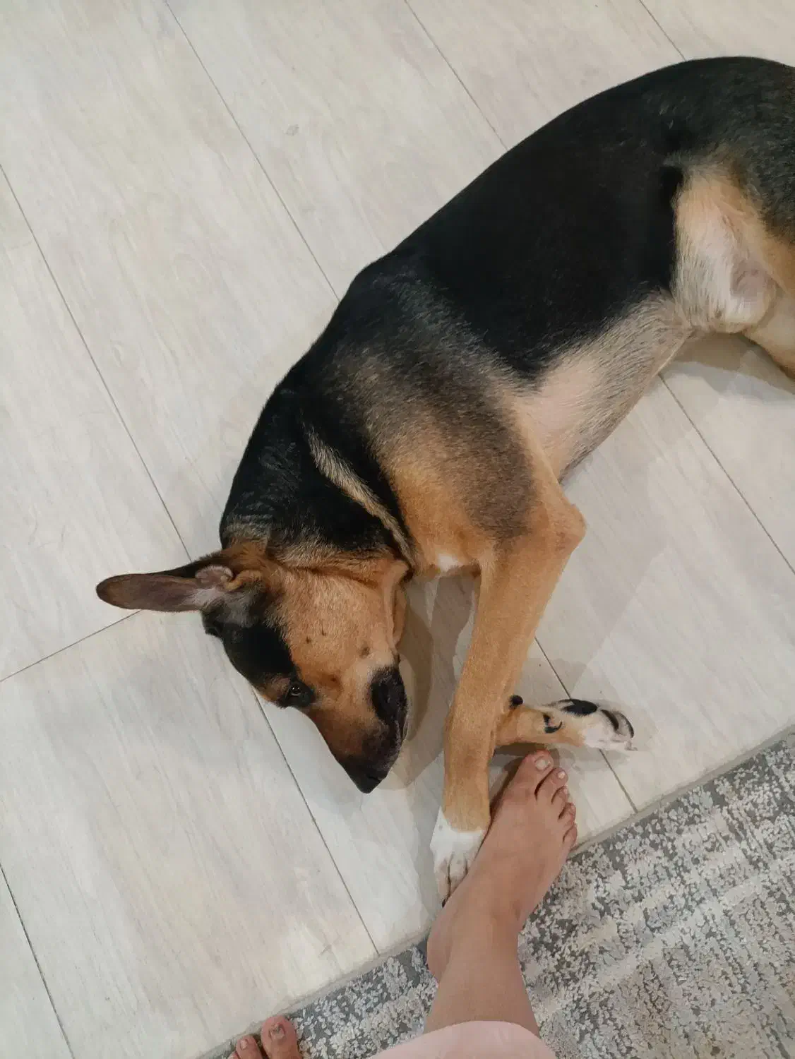 واگذاری|سگ|شاهین‌شهر, حافظ جنوبی|دیوار