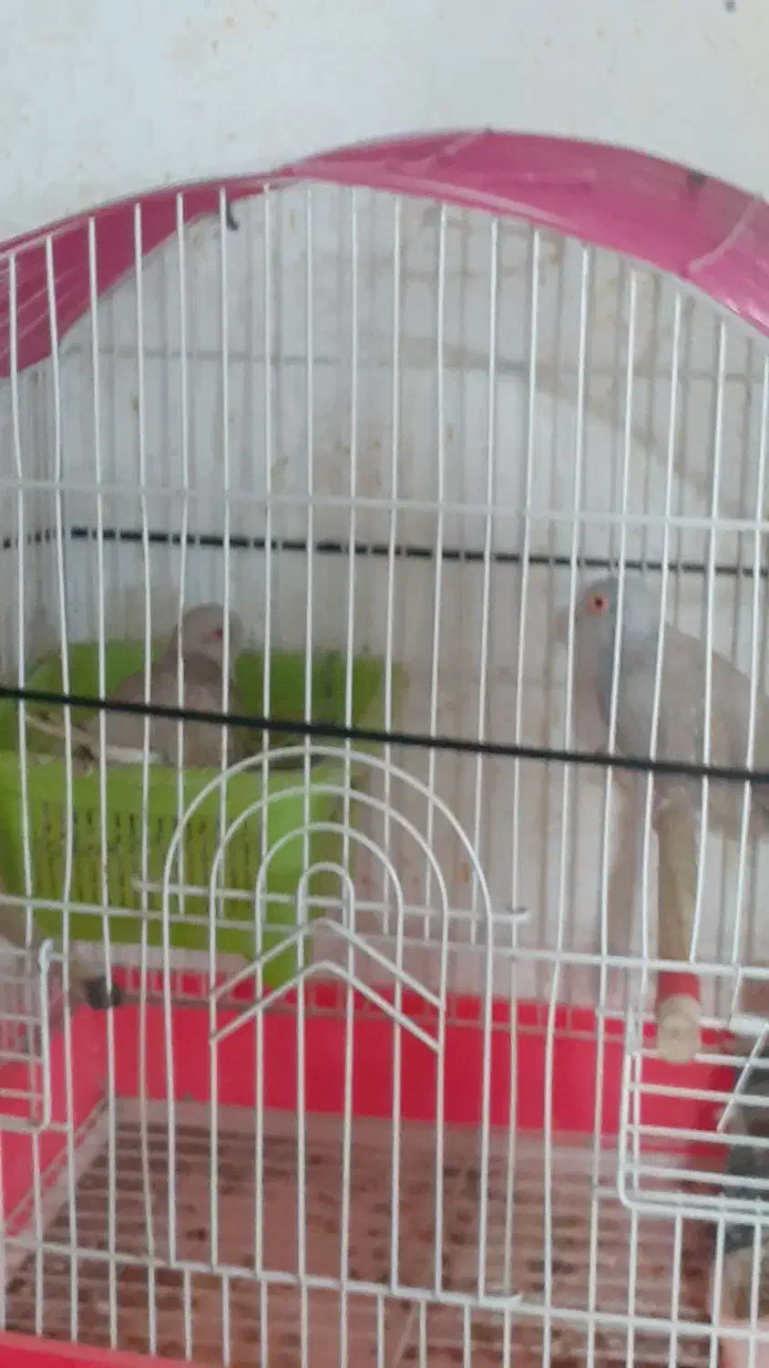 وله ژیر|پرنده|مریوان, |دیوار