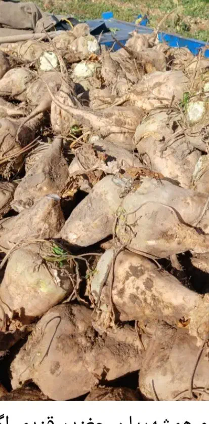 چغندر قند|خدمات باغبانی و درختکاری|طاغنکوه, |دیوار