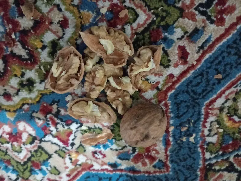 گردو|خوردنی و آشامیدنی|ماهان, |دیوار