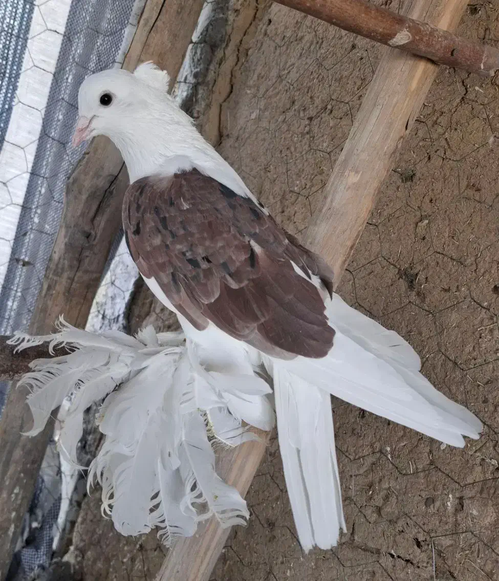 کبوتر پاپر|پرنده|لالجین, |دیوار