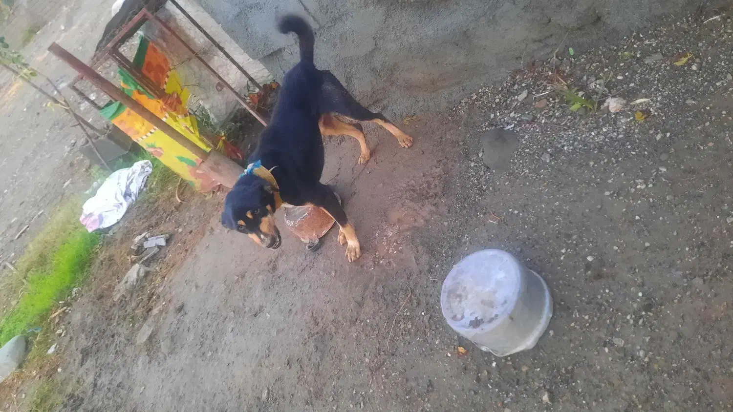 سگ رودان|سگ|رودان, |دیوار