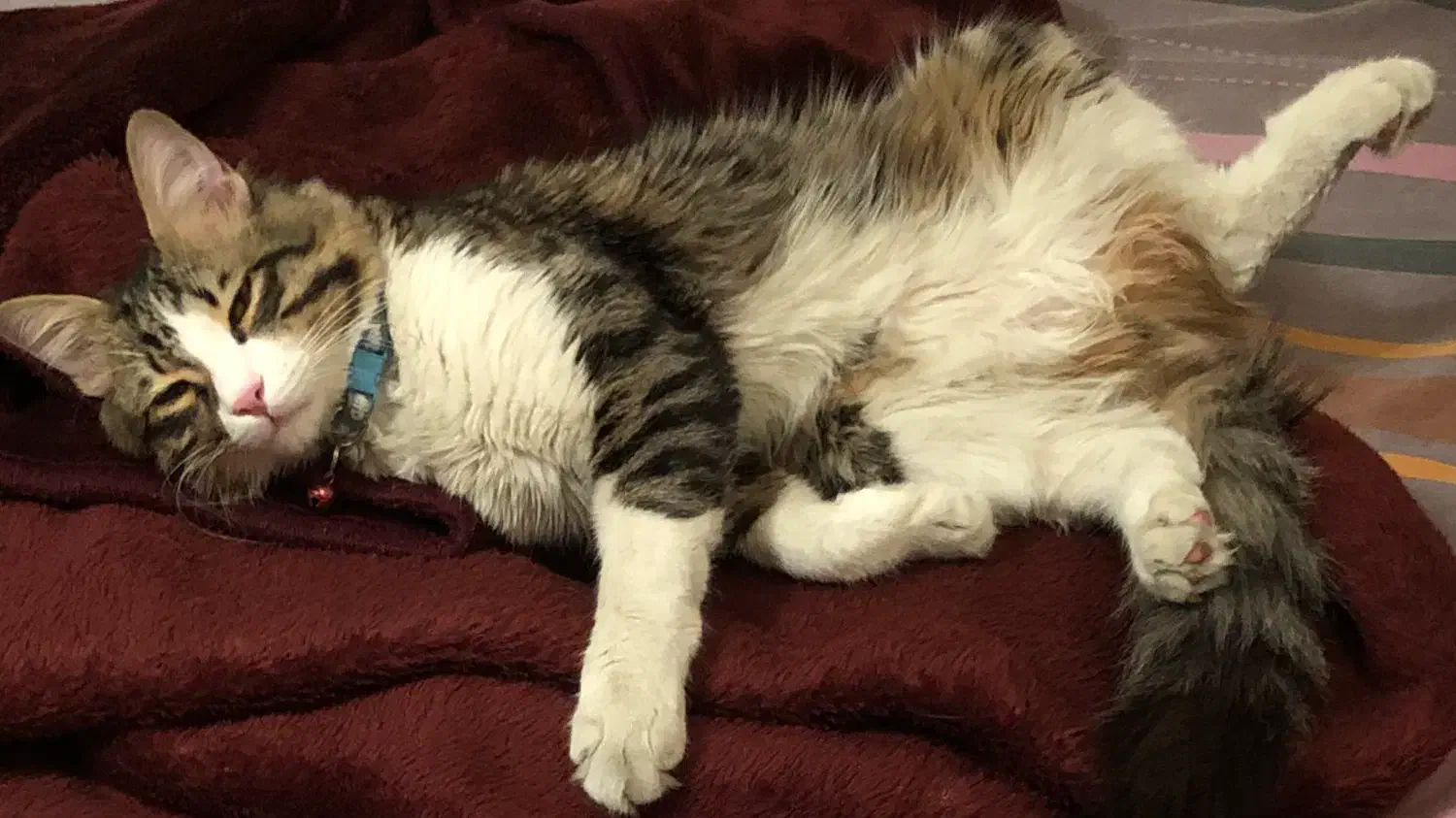 واگذاری گربه Dhs نر|گربه|تهران, آرژانتین|دیوار