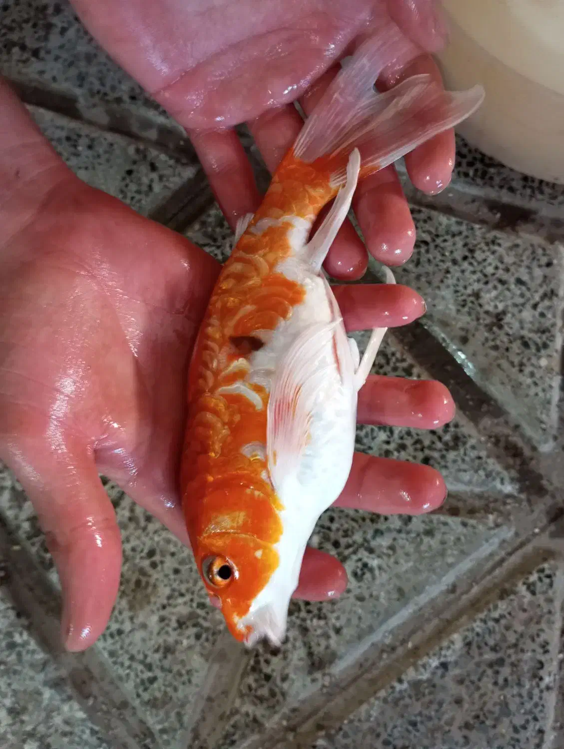 ماهی کوی سوپر باله|ماهی|تربت جام, یحیی آباد|دیوار