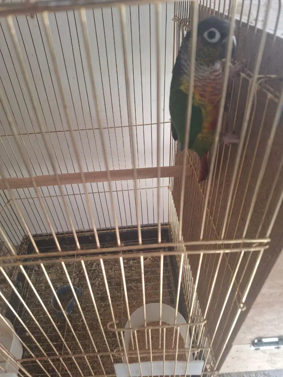 فروش انواع عروس وگرینجگ|پرنده|سپیدان, |دیوار