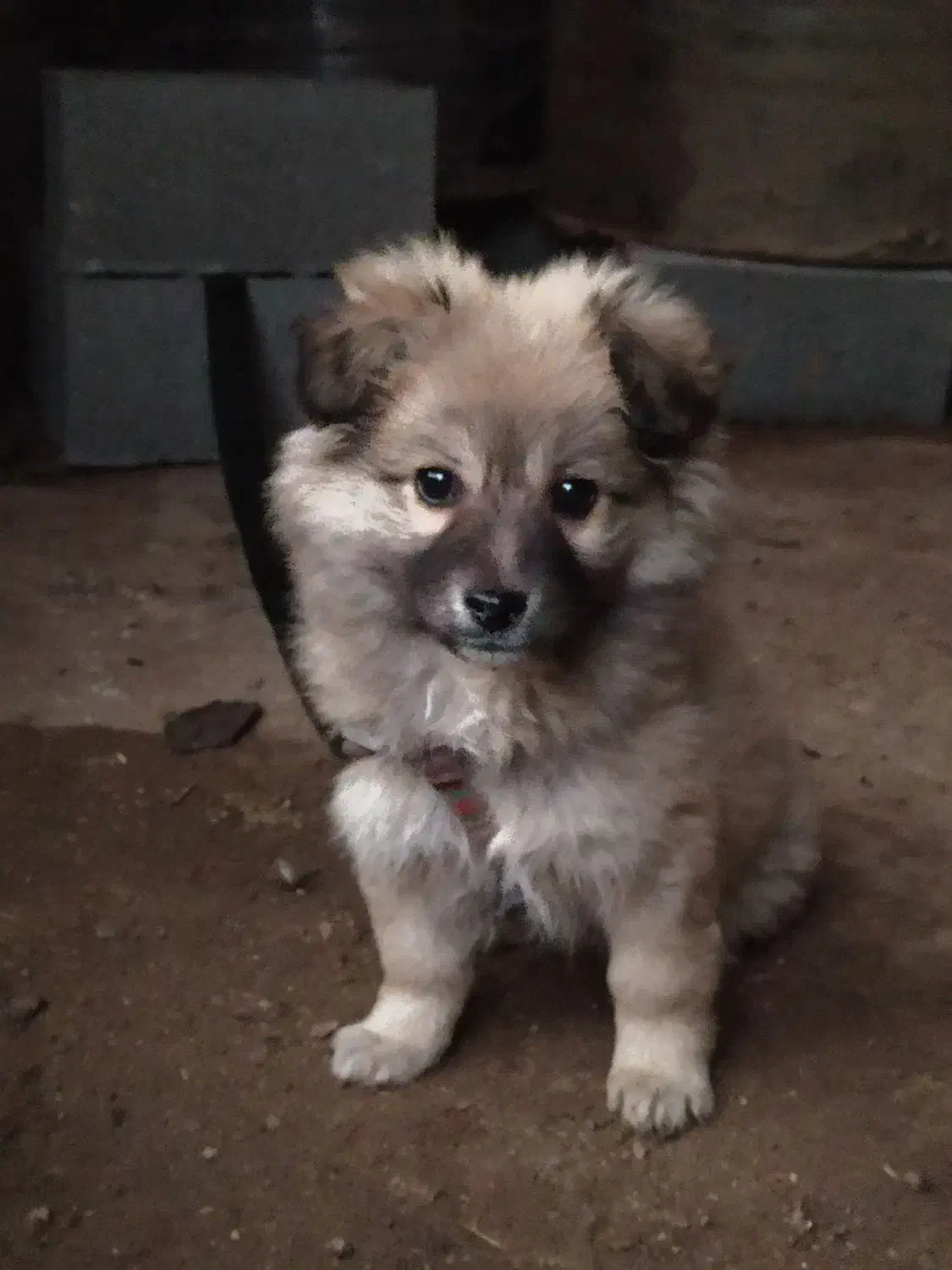 پامرانین نر سه ماهه|سگ|بابل, |دیوار