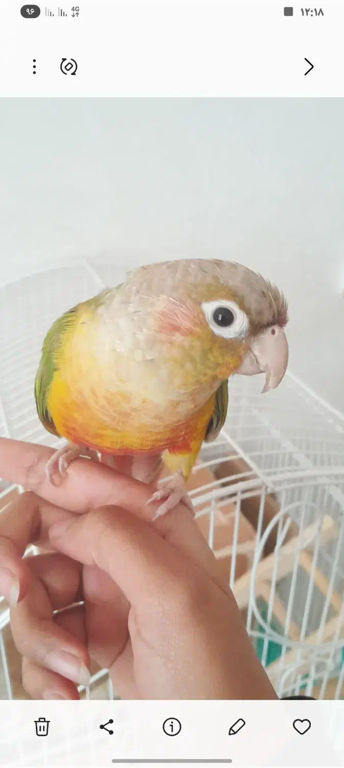 طوطی گرینچیک|پرنده|زرند, |دیوار