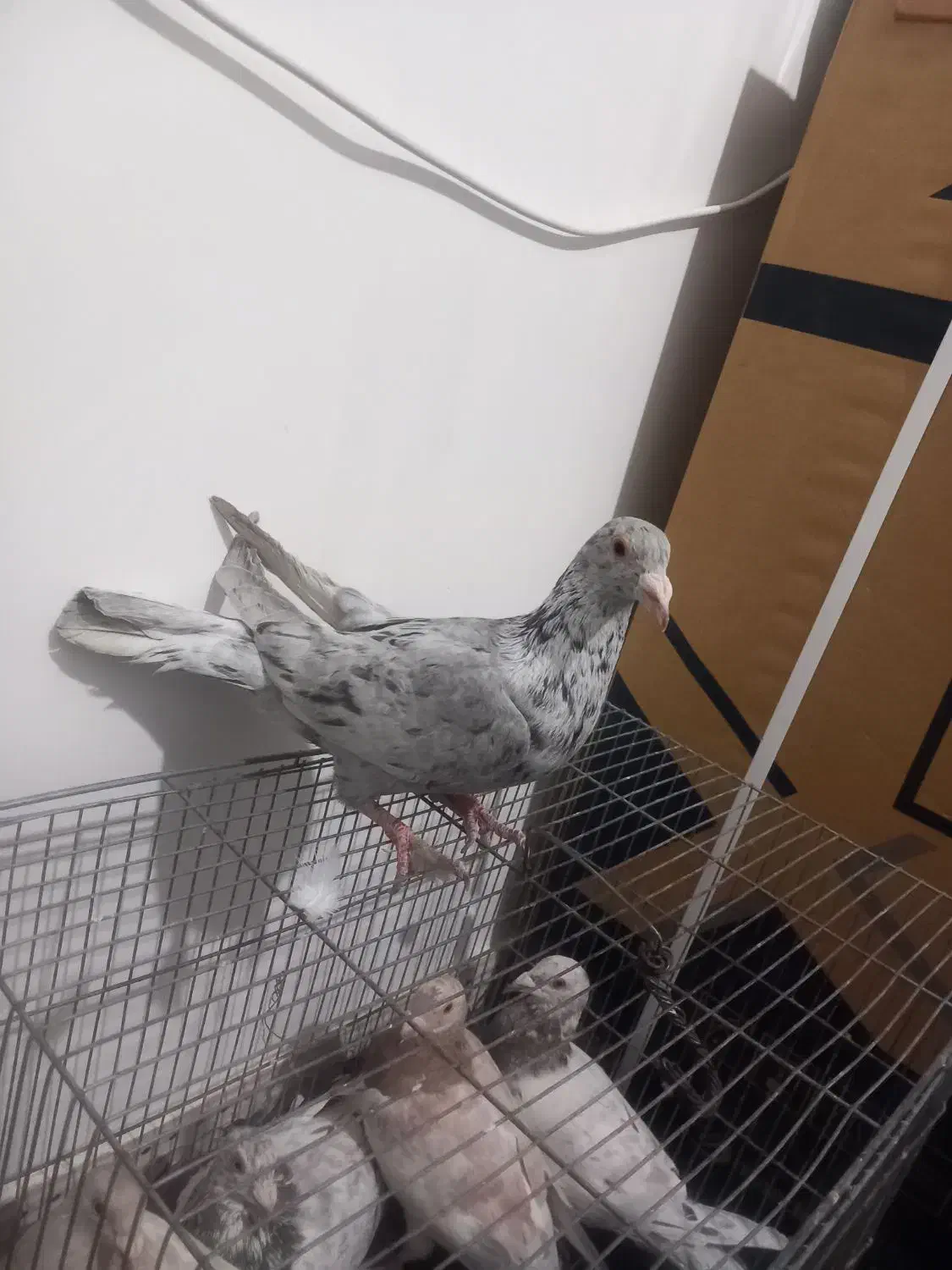 یک جفت خال سرکی نر|پرنده|لالجین, |دیوار